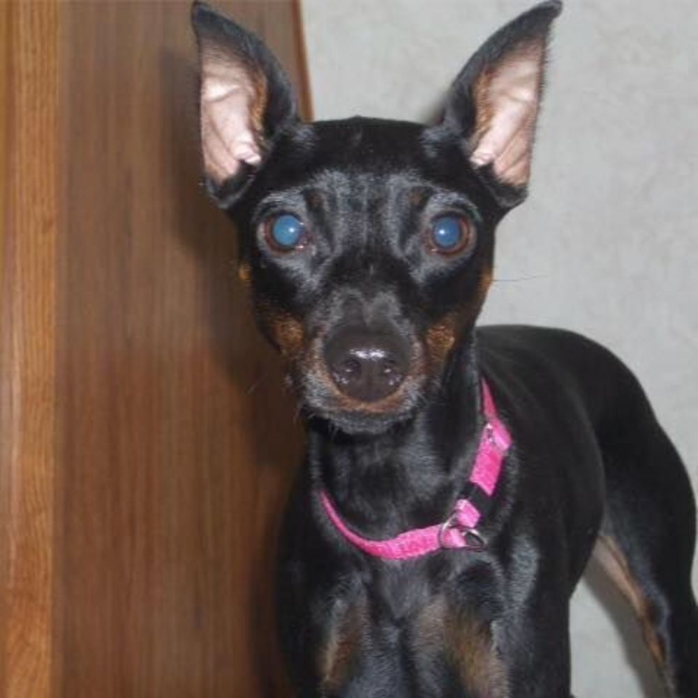 Meet your Posher, Charlie